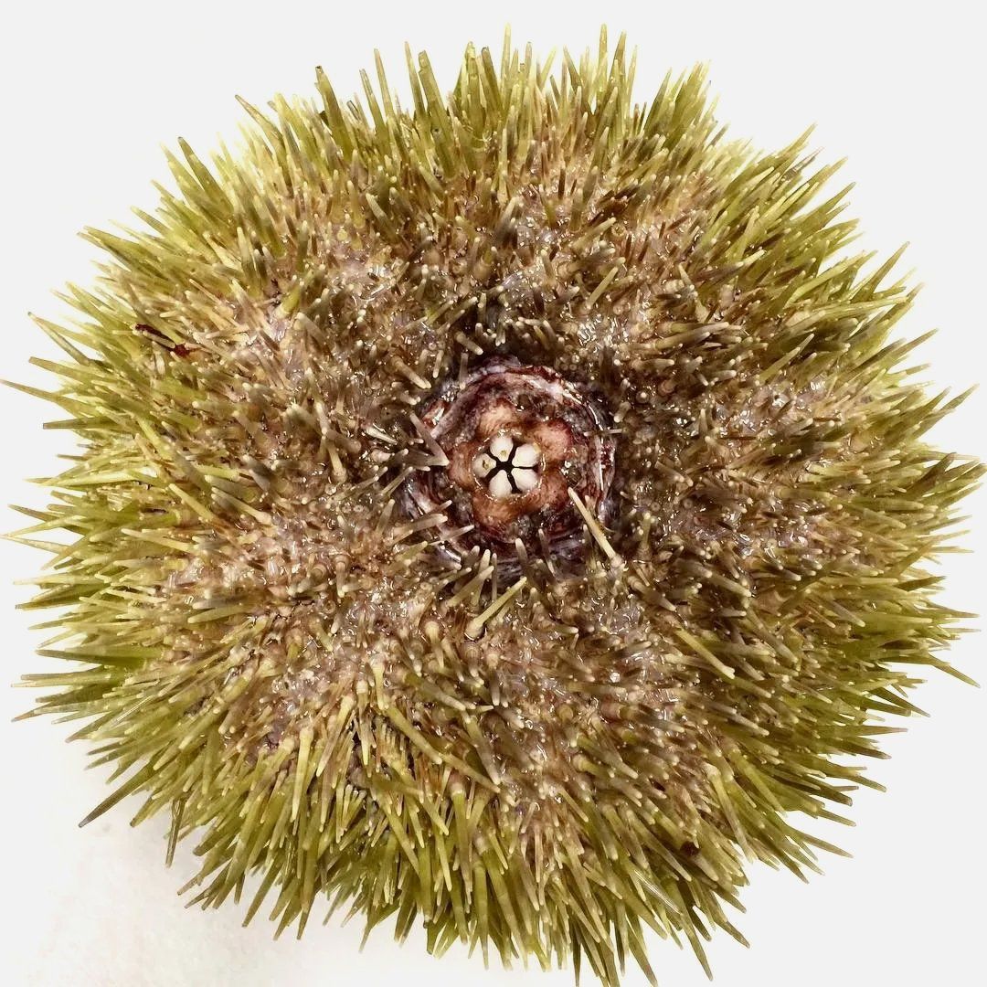 Sea urchin