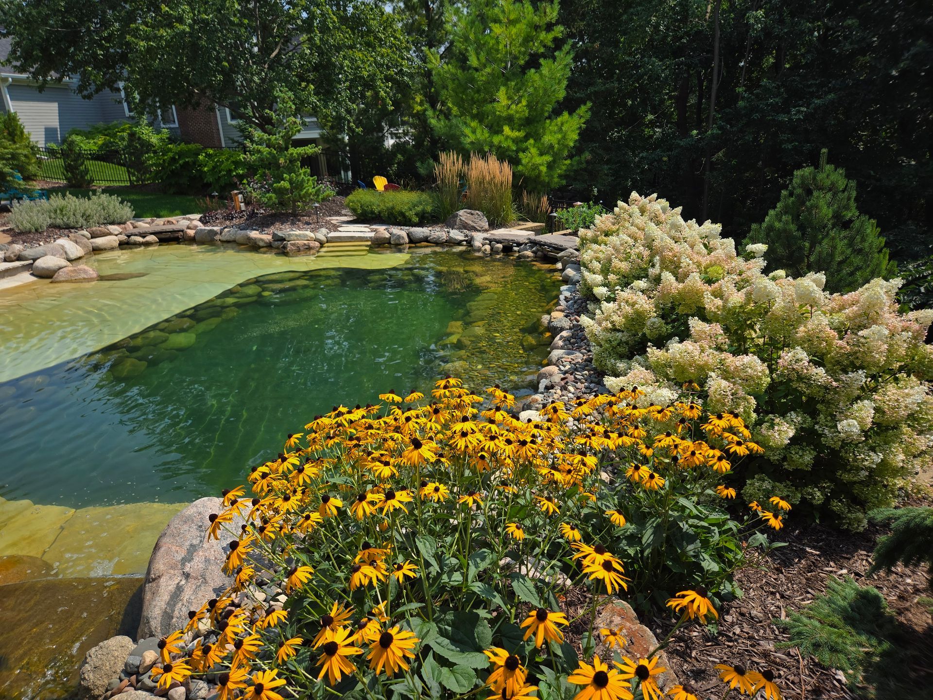 A pond surrounded by yellow flowers and white bushes. Lush greenery in the background.