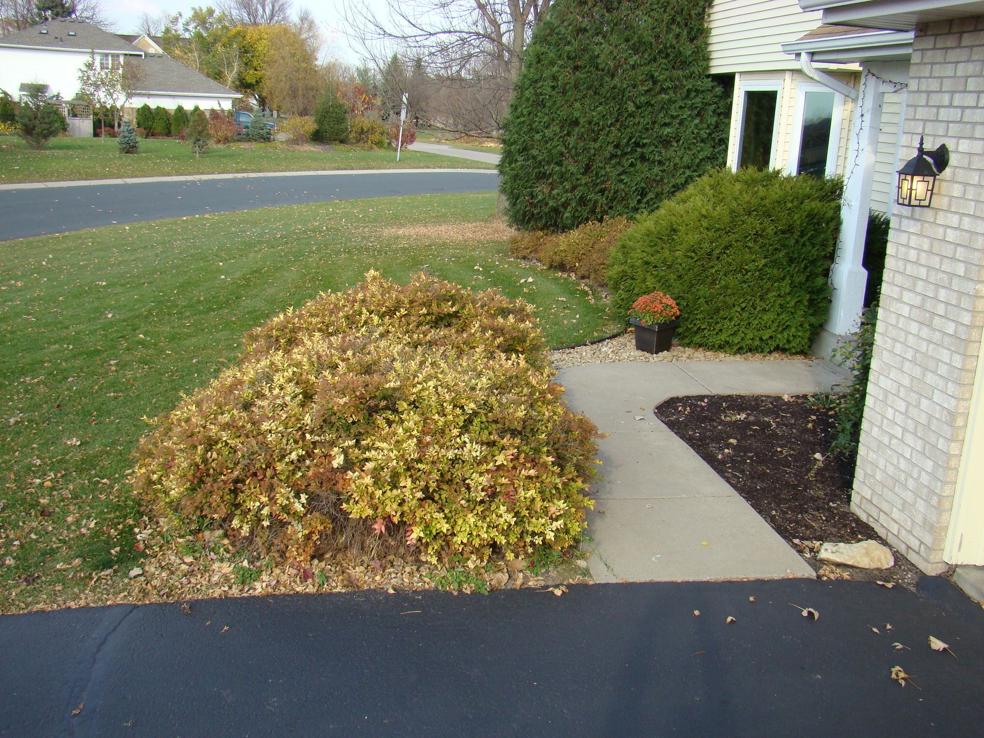 Driveway and sidewalk leading to a brick house with overgrown bushes and a lawn in fall.