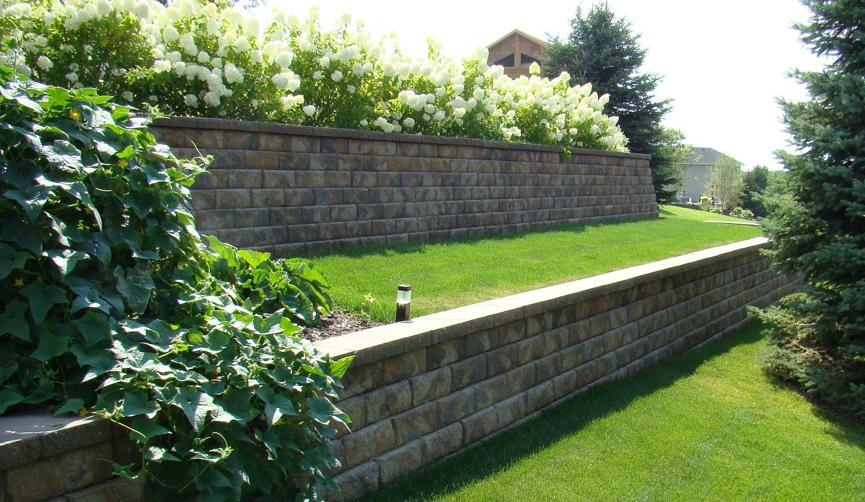 Two-tiered retaining walls made of stone blocks with green grass and blooming white shrubs on top.
