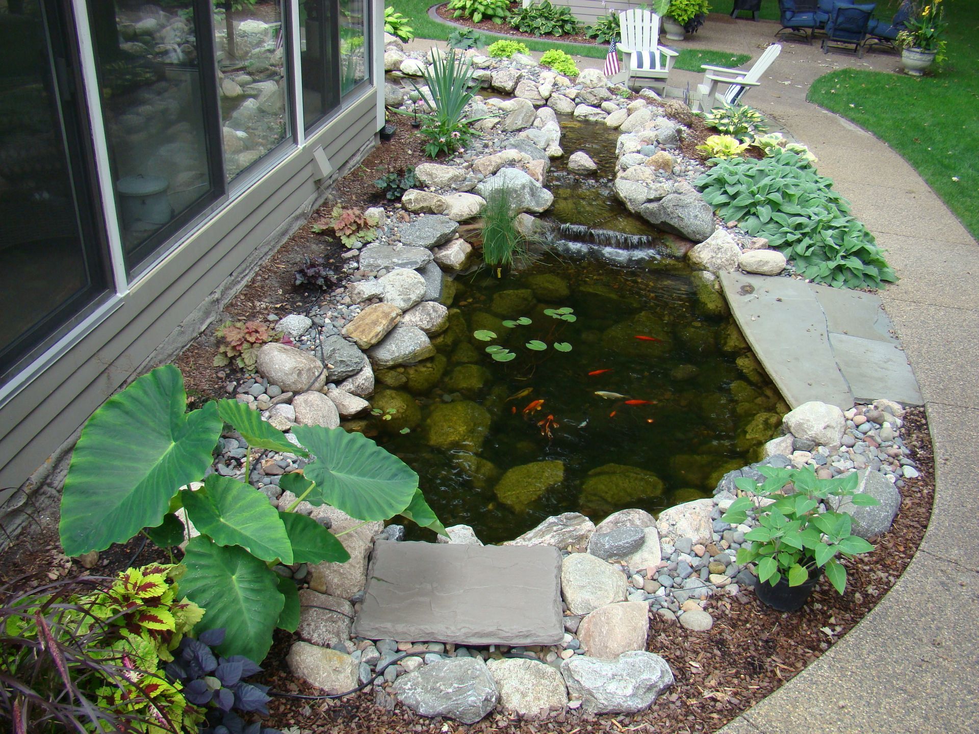A backyard pond with fish, rocks, and lush greenery, next to a building and a curved walkway.