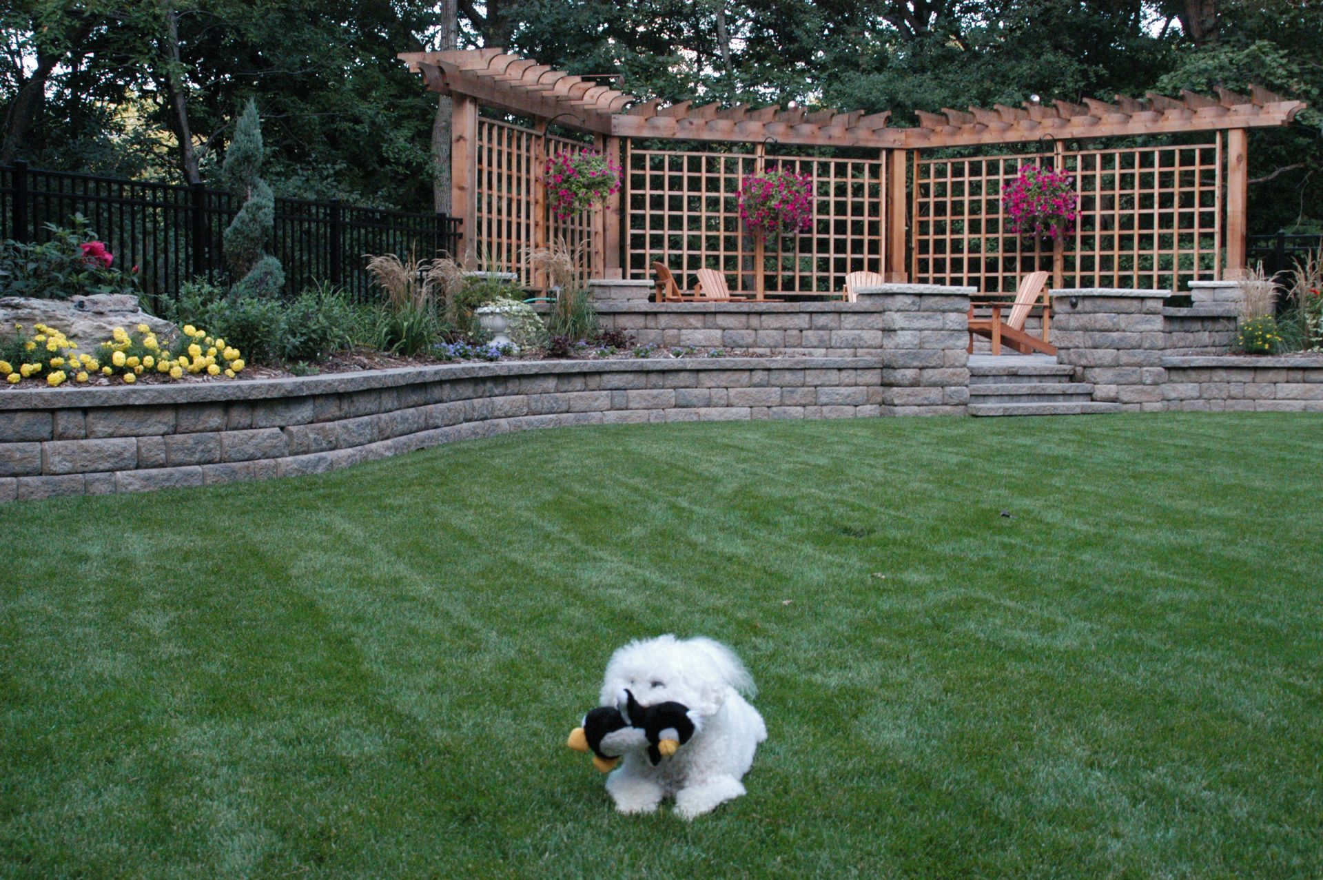 White dog with a toy in its mouth in a grassy yard, with a stone patio and wooden trellis in the background.