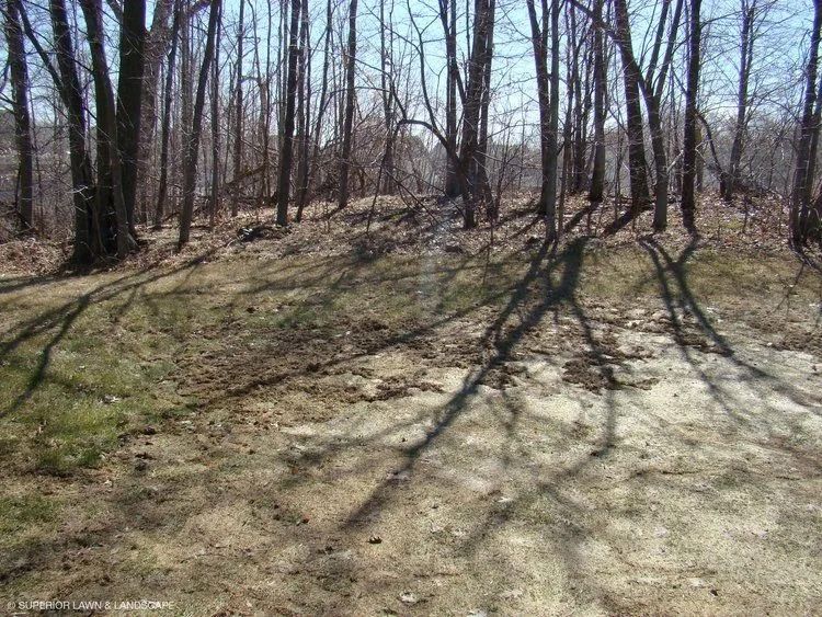 Forest clearing with trees casting long shadows on dry grass.