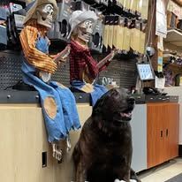 A dog is sitting next to a row of cowboy dolls in a store
