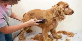 Dog grooming