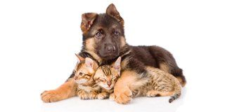 Dog and cat