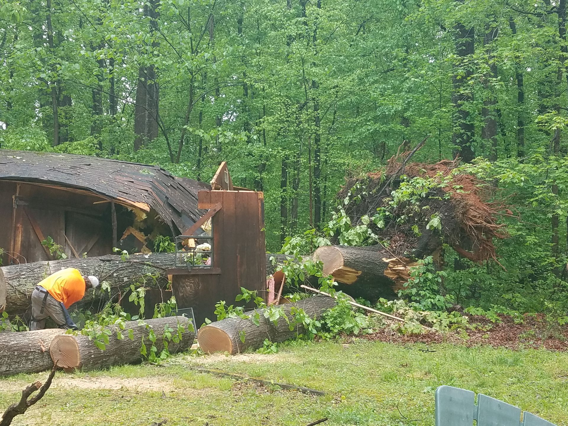 A man is cutting a tree in the woods with a chainsaw.