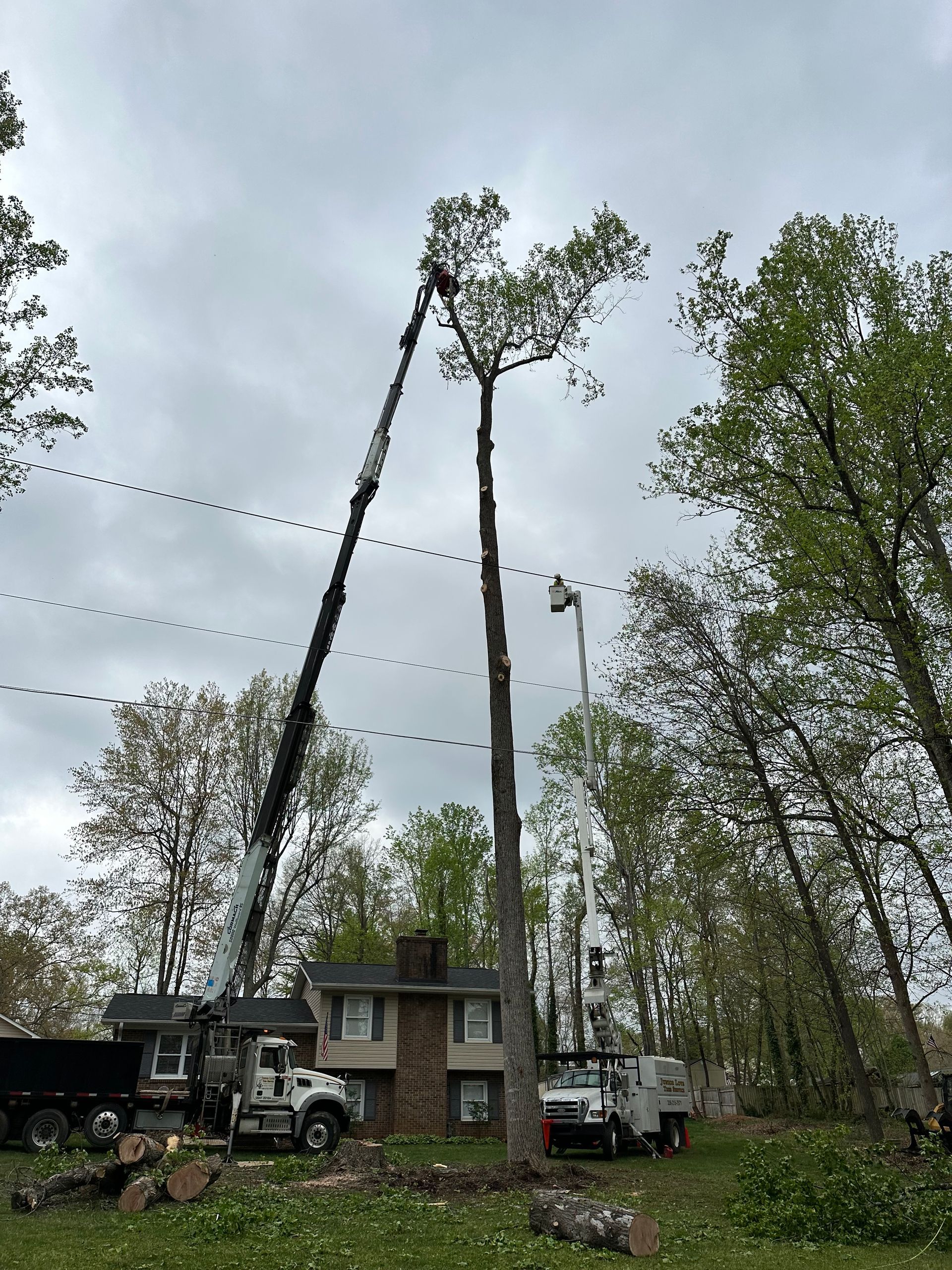 A crane is cutting down a tree in front of a house.