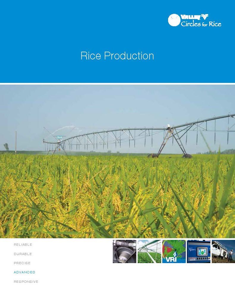 Rice Production