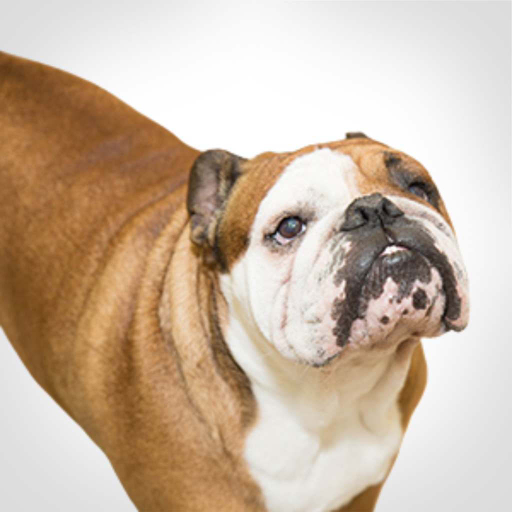 Brown-and-white bulldog standing against a white background, looking slightly upward
