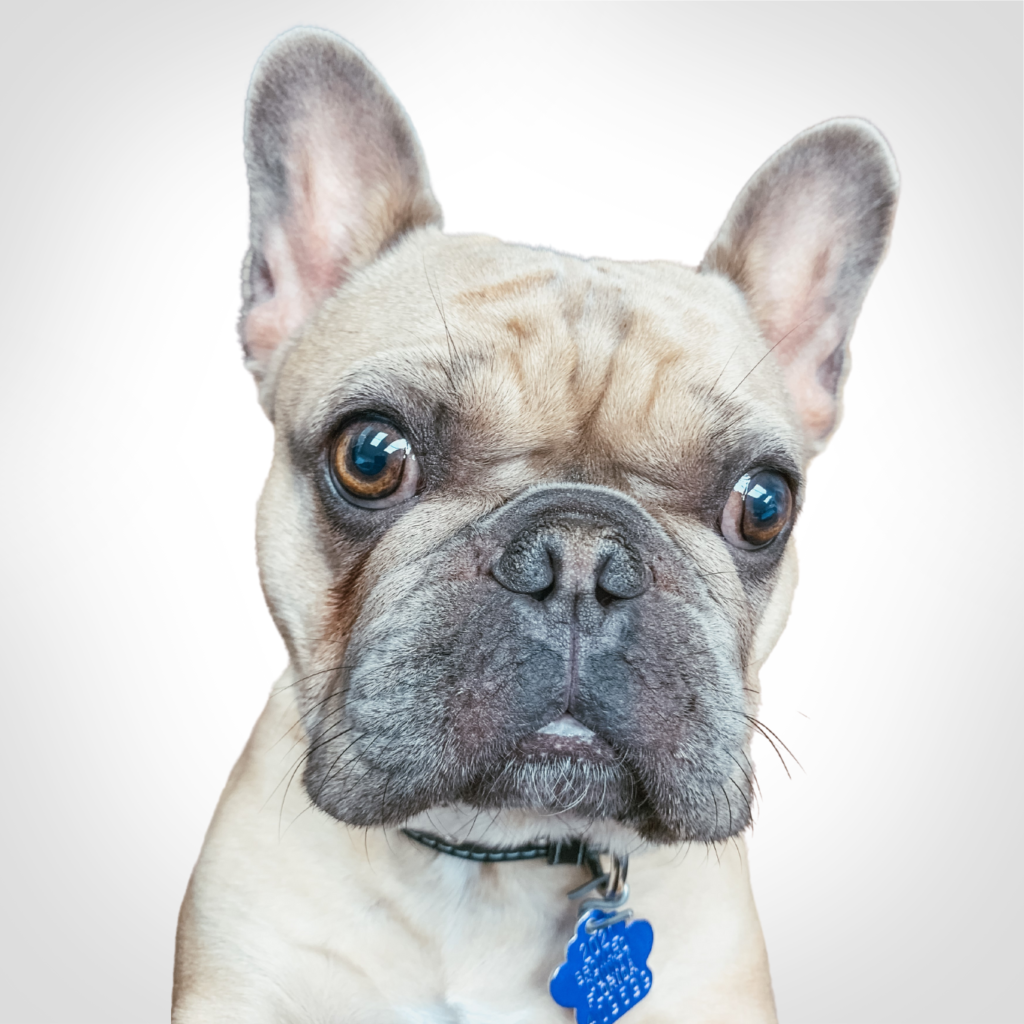 Close-up of a fawn French bulldog with a dark face and a blue tag on a white background