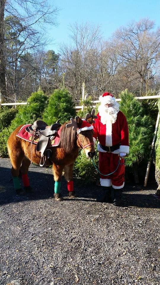 Santa Claus standing next to a pony wearing a Christmas saddle and red and green leg wraps in a tree-filled outdoor lot.