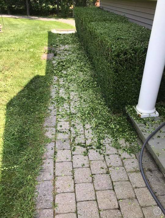 Path covered in plant clippings next to a trimmed green hedge and grass.