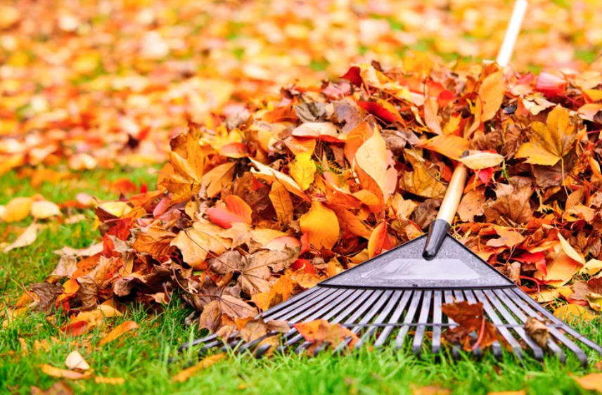A rake with a wooden handle is propped against the leaves