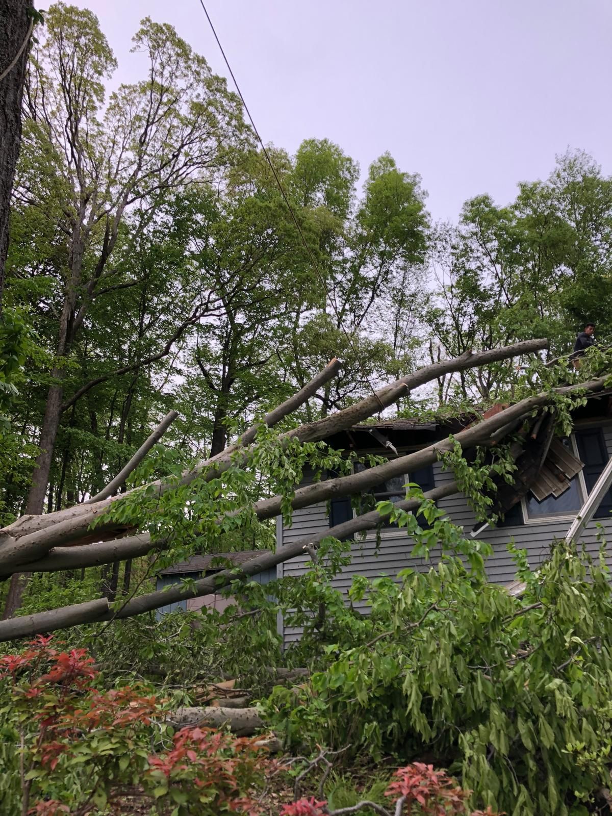 A tree has fallen on top of a house