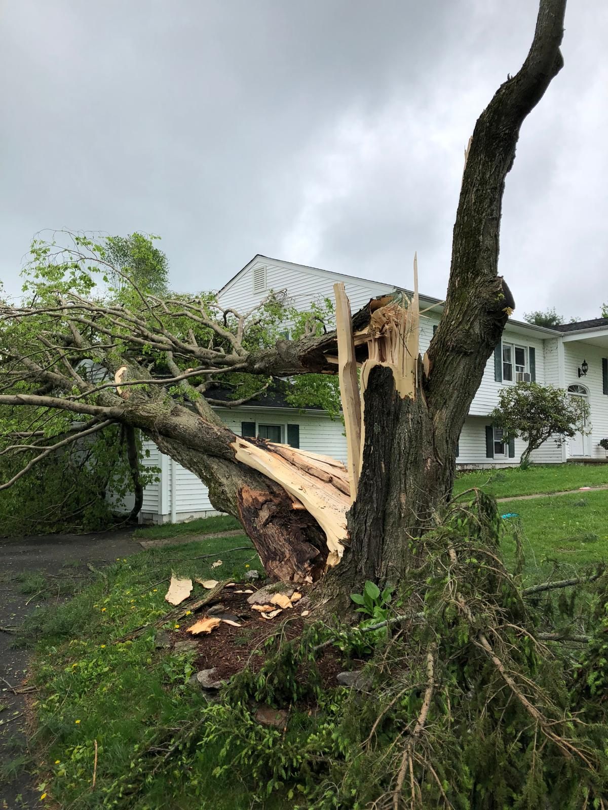 A tree that has been knocked over by a storm in front of a house