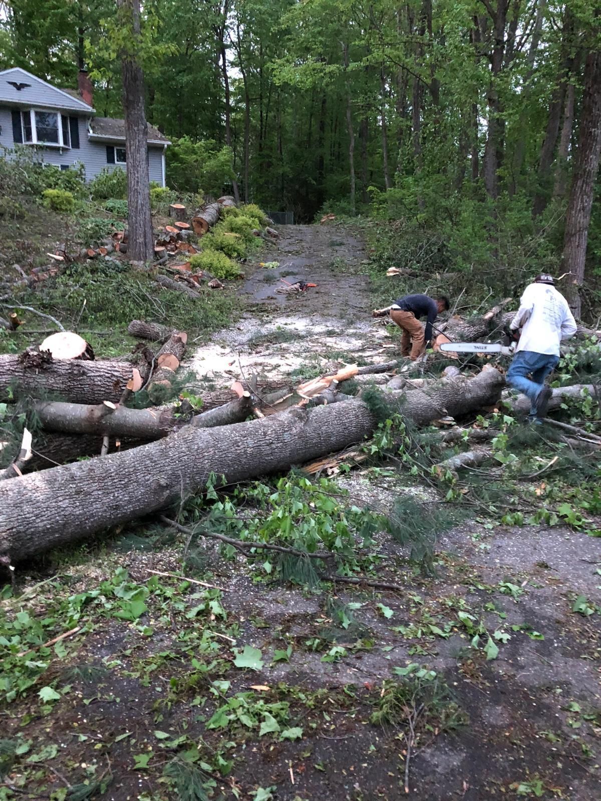 A group of people are working on a pile of fallen trees