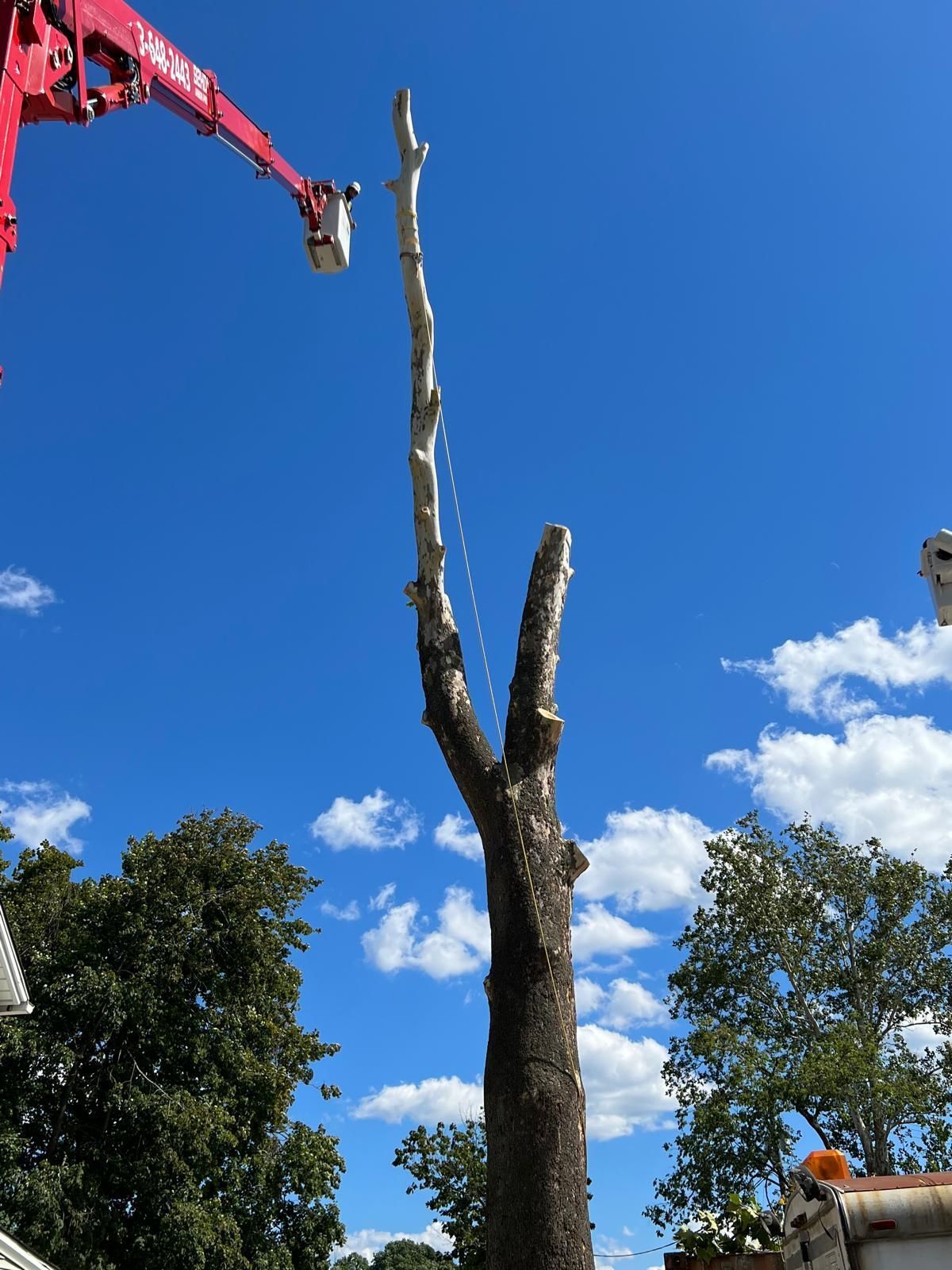 Tree being trimmed by a lift, against a blue sky with puffy white clouds.