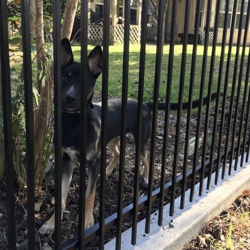 Ornamental iron fence