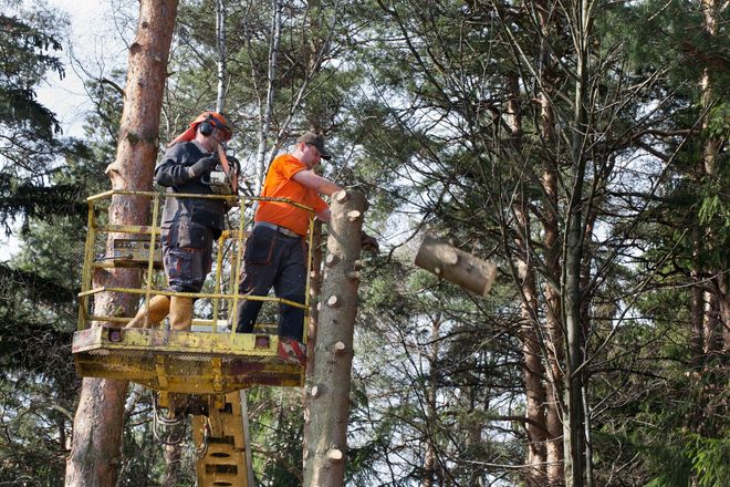 Two workers on a yellow lift trimming trees in a wooded area
