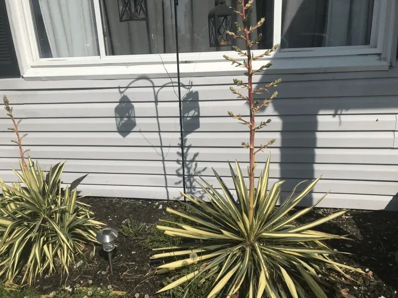 Two spiky yucca plants beside a house window with hanging garden ornaments and siding background