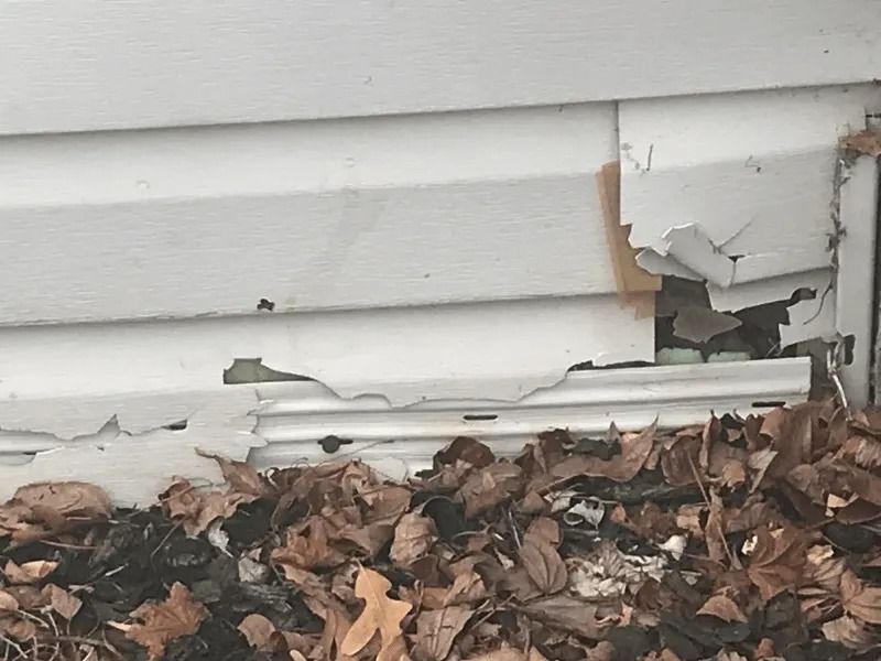 Peeling white house siding above a bed of brown leaves, with damaged trim near the corner