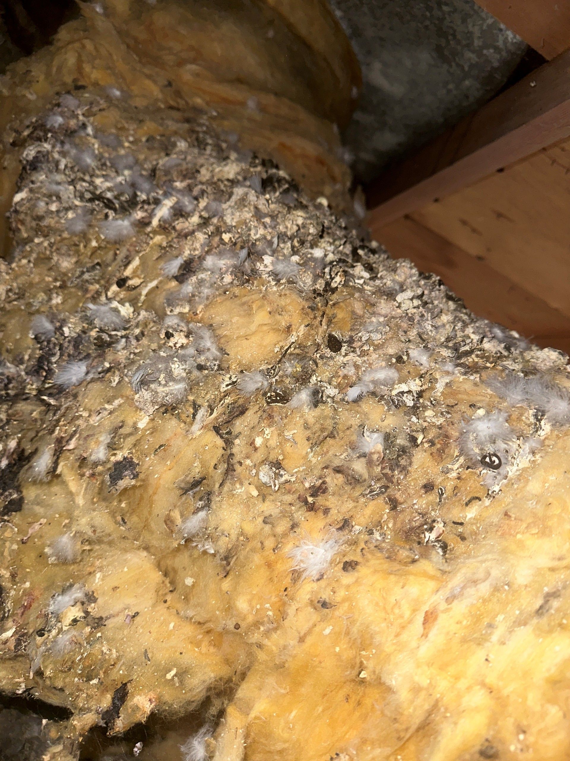 Close-up of moldy, decaying food with yellow and gray growth on a wooden surface.