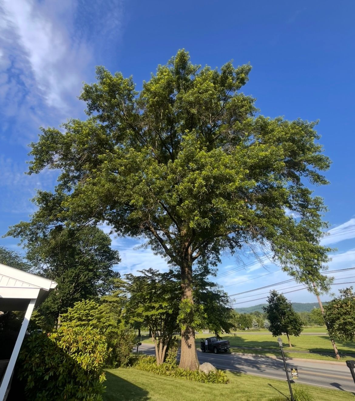 Tree Before Trim