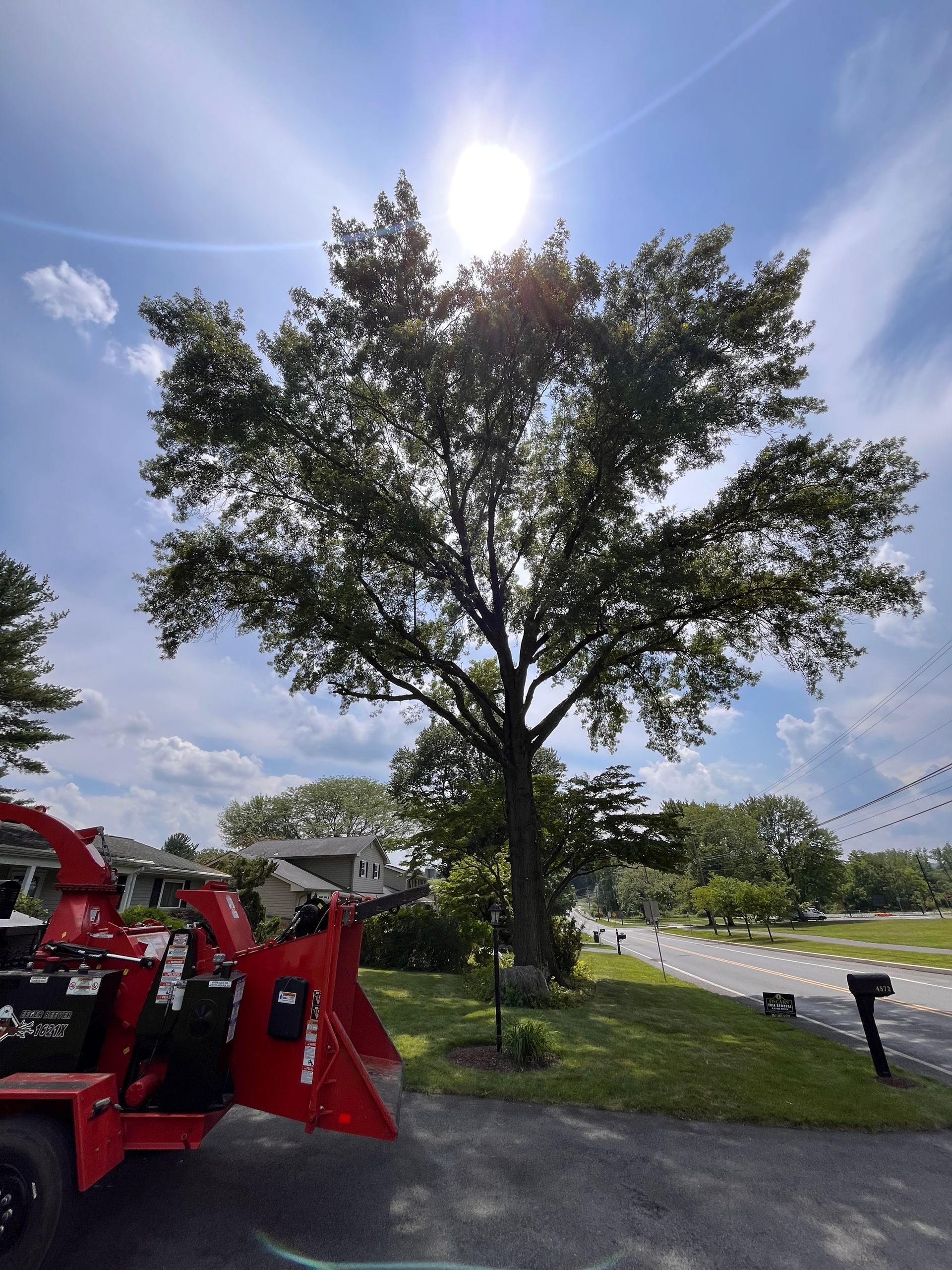 Tree After Trim