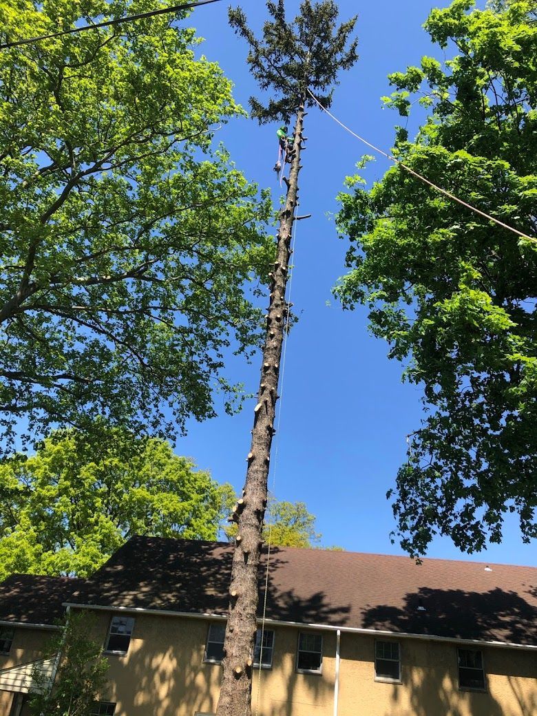 A tree is being cut down in front of a house.
