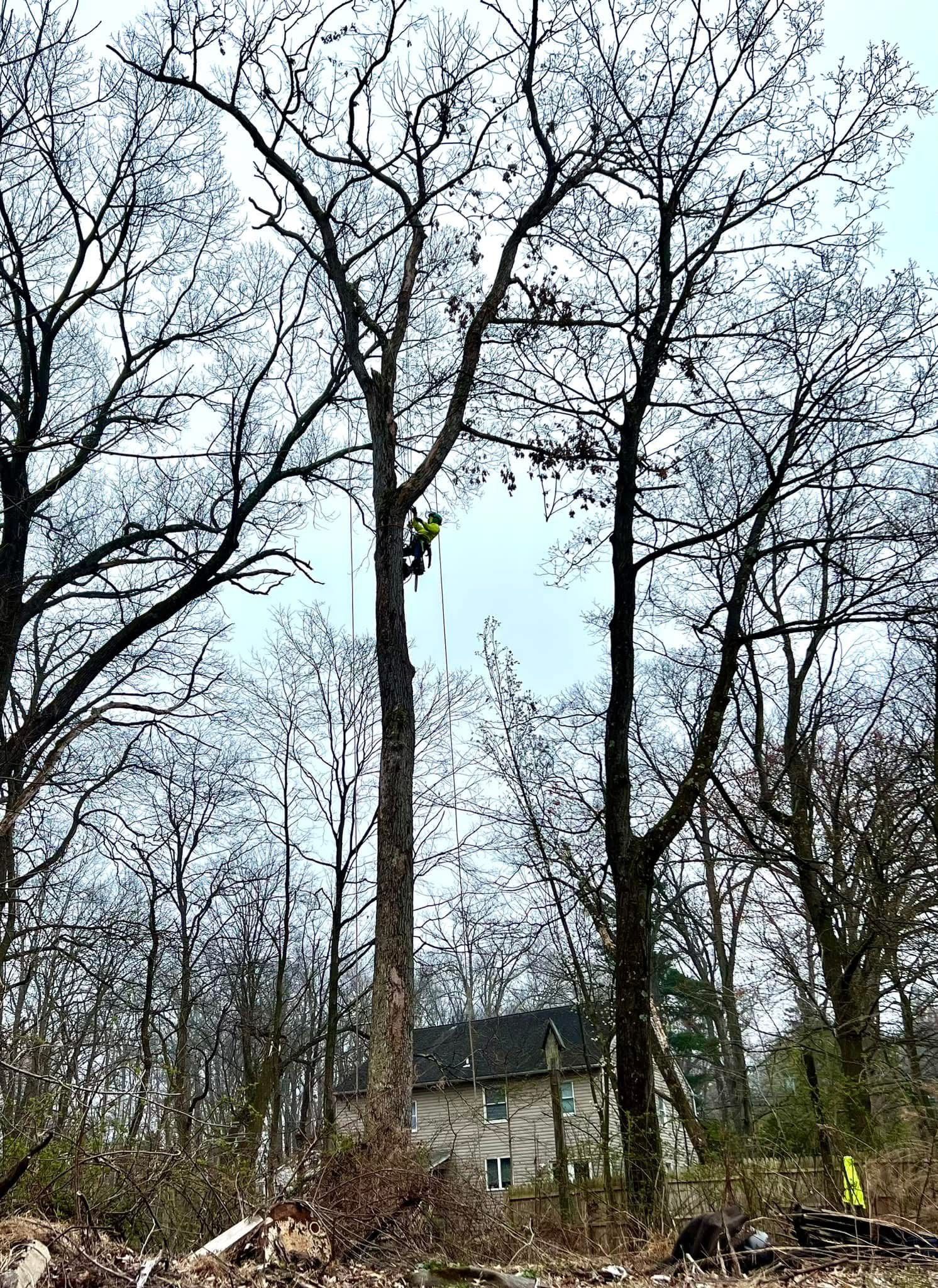 A man is climbing a tree in a forest with a house in the background.