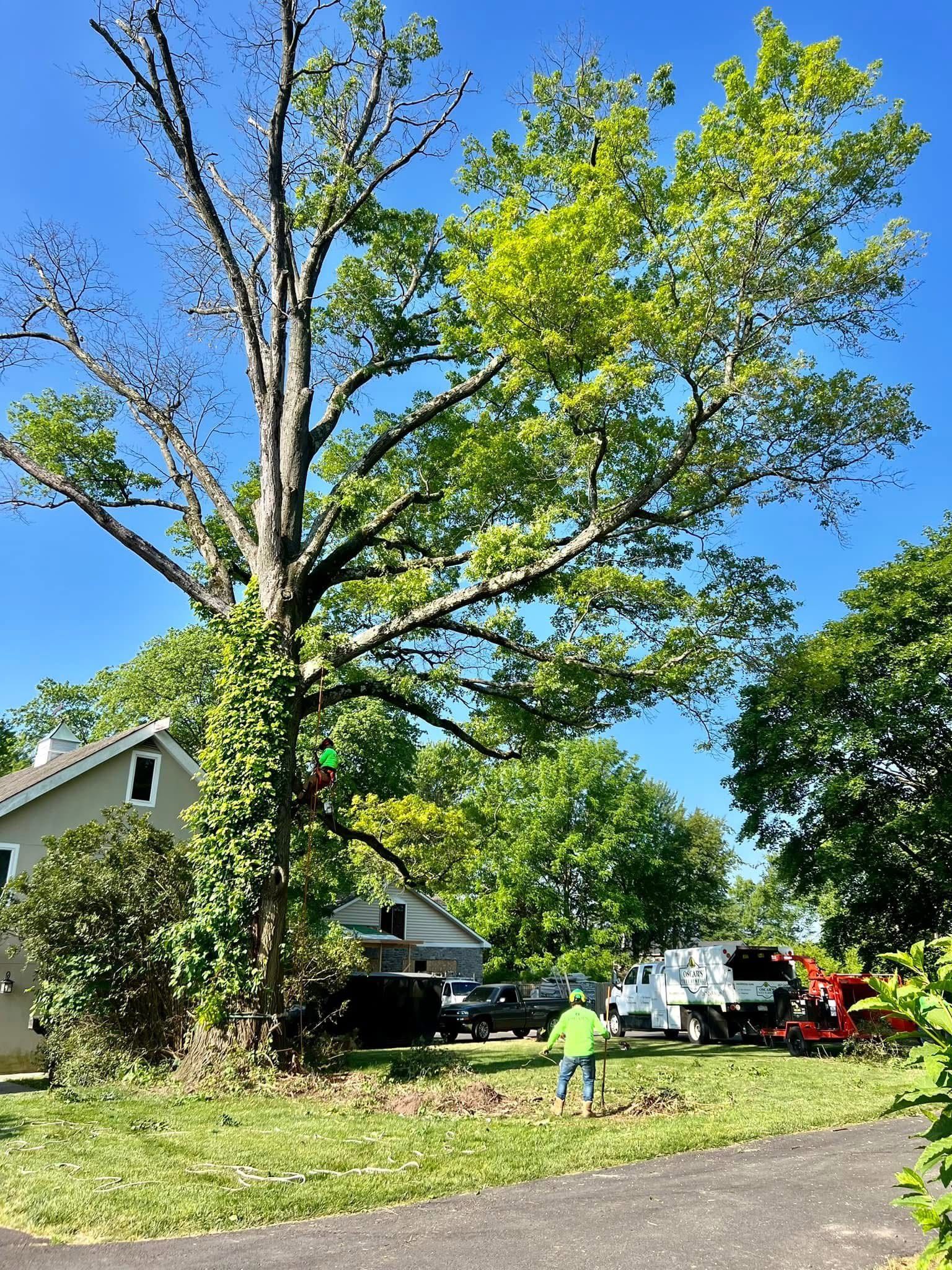 A man is standing in front of a large tree in a yard.