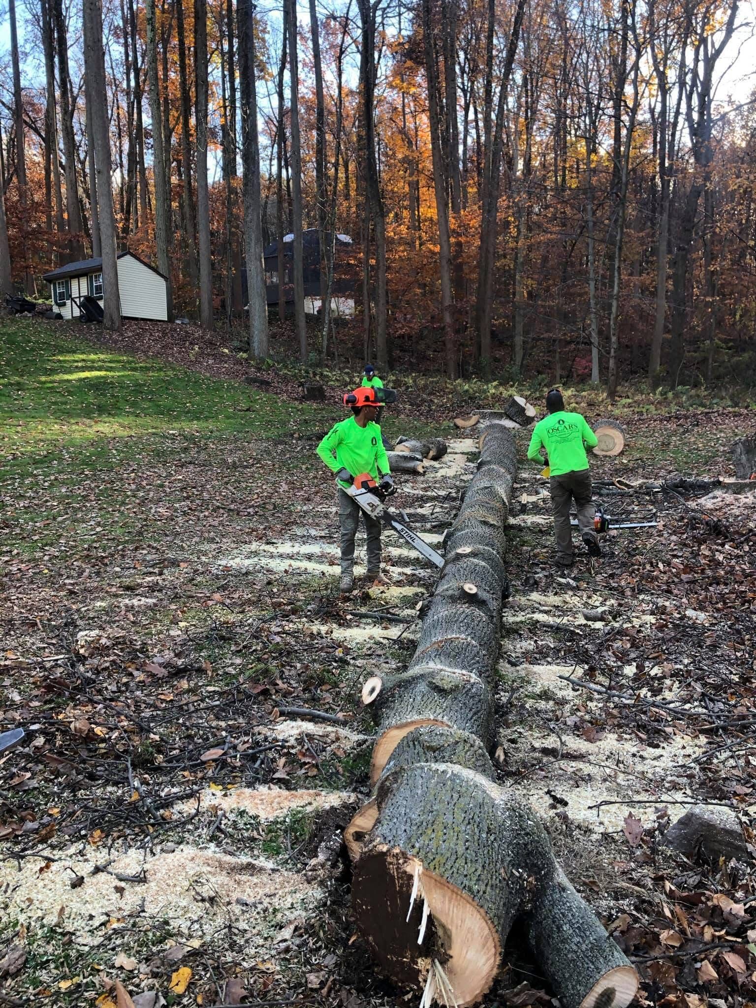 Two men are cutting a large log in the woods.
