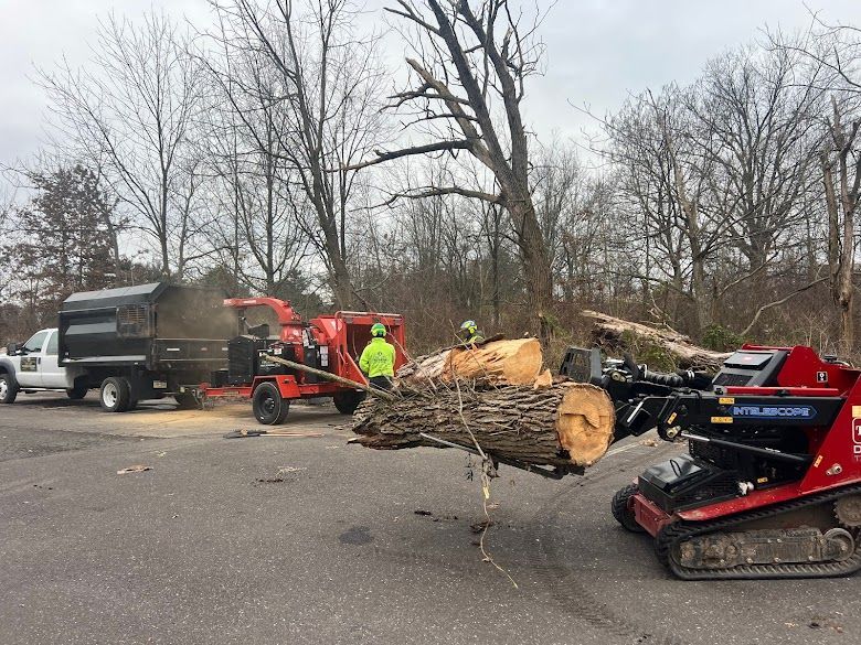 A group of people are cutting down a tree in a parking lot.
