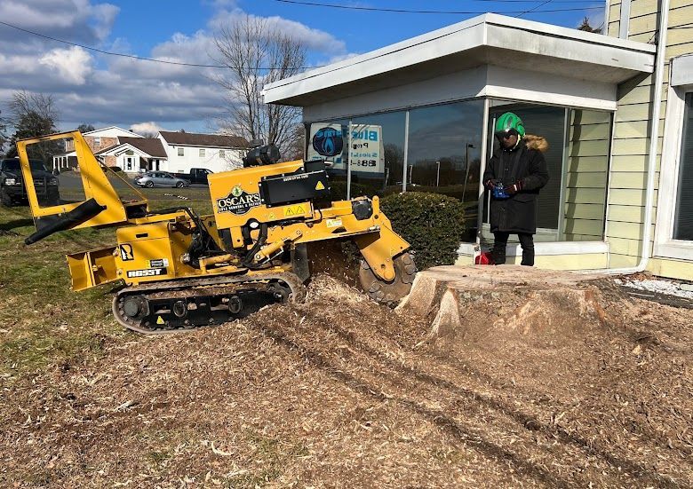 A yellow stump grinder is cutting a tree stump in front of a building.