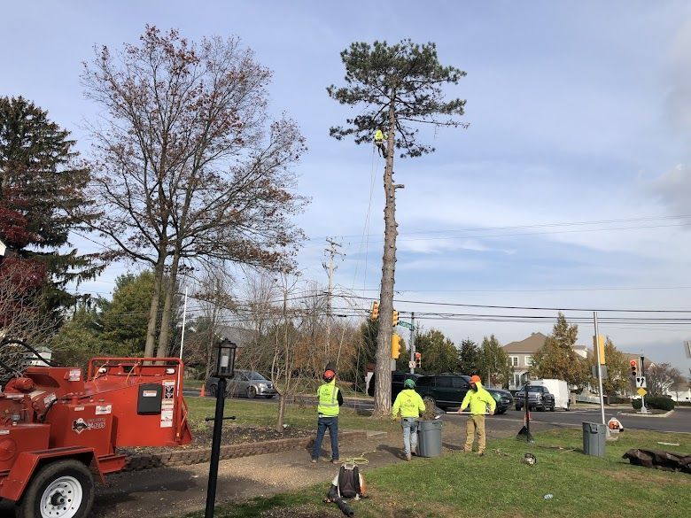 A group of people are working on a tree in a park.