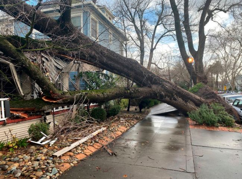 A large tree has fallen on the side of a house.