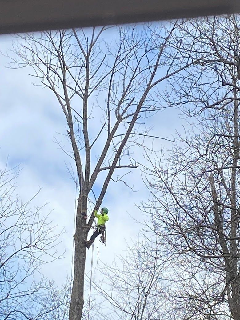 A man is climbing up a tree without leaves.