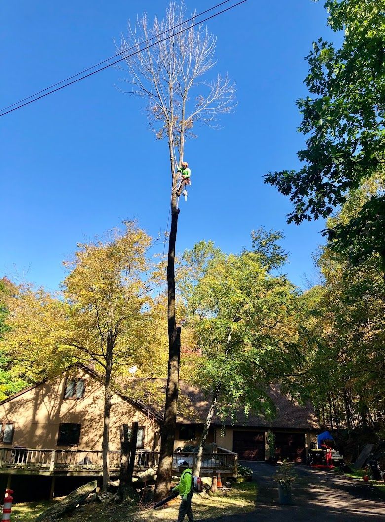 A man is climbing a tree in front of a house.