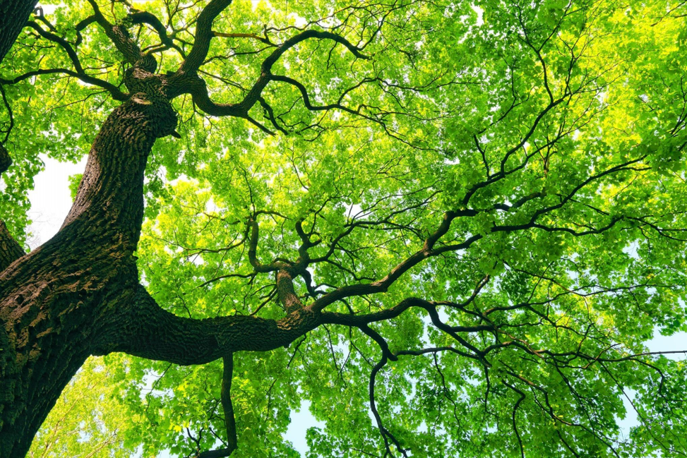 Looking up at a tree with lots of green leaves