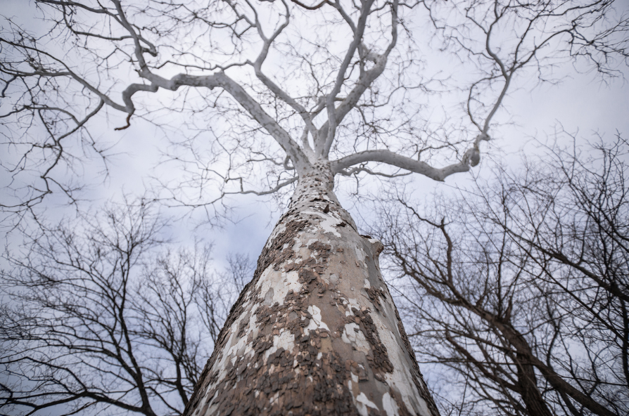Looking up at a tree with a cloudy sky in the background.