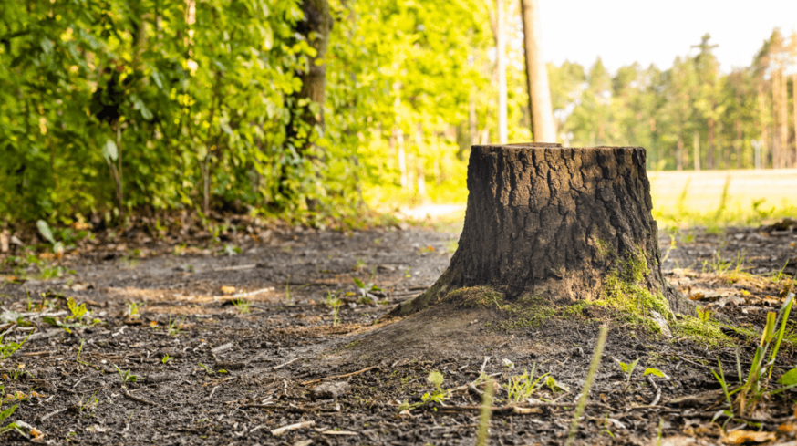 A tree stump is sitting on the ground in the middle of a forest.