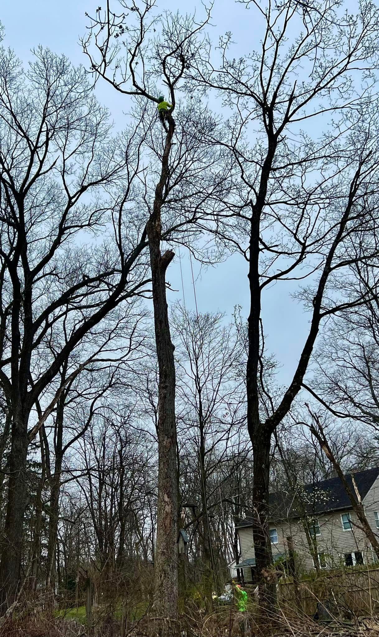 A person is cutting a tree with a chainsaw in a forest.