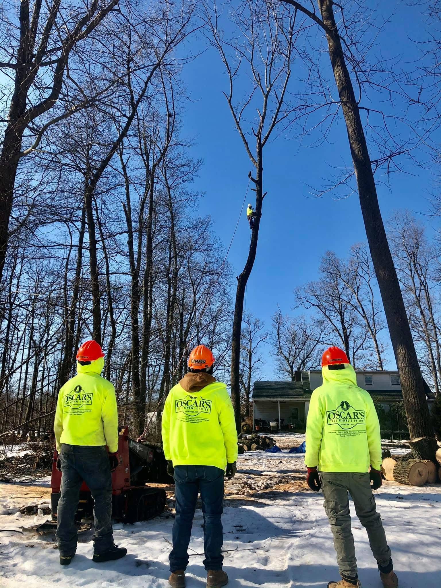 Three men are standing in the snow looking at a tree.