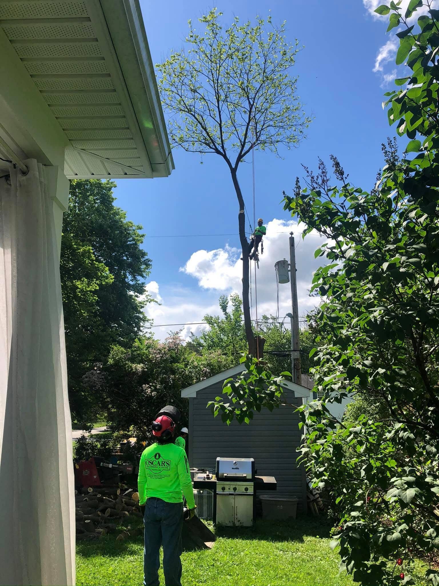 A man is standing in front of a house looking at a tree being cut down.