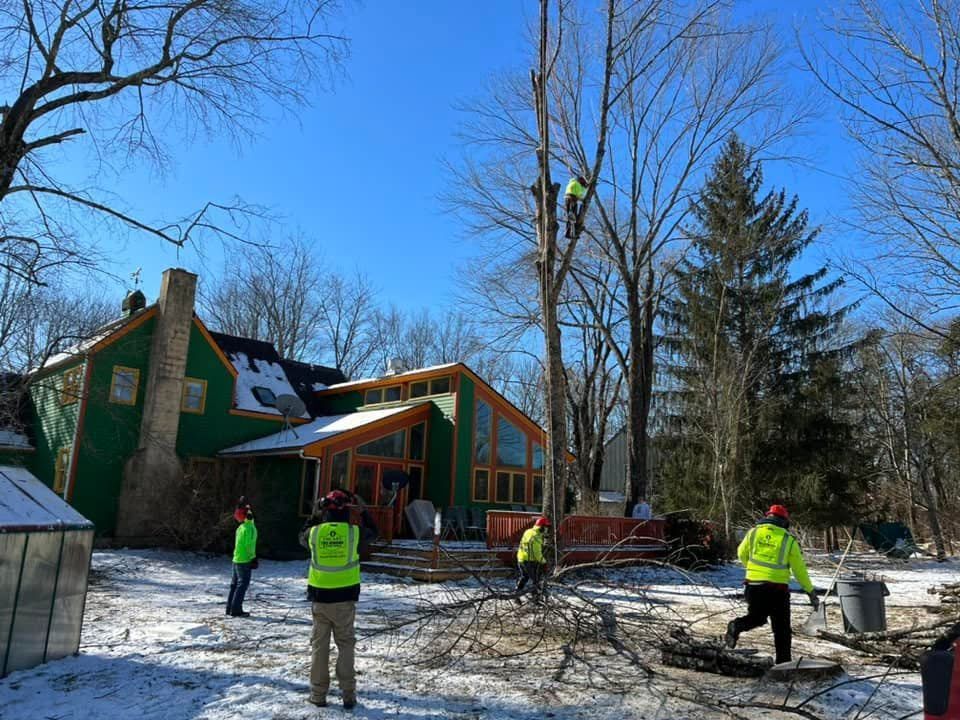 A group of people are working on a tree in front of a house.