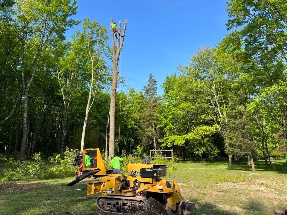 A man is climbing a tree with a stump grinder in a field.