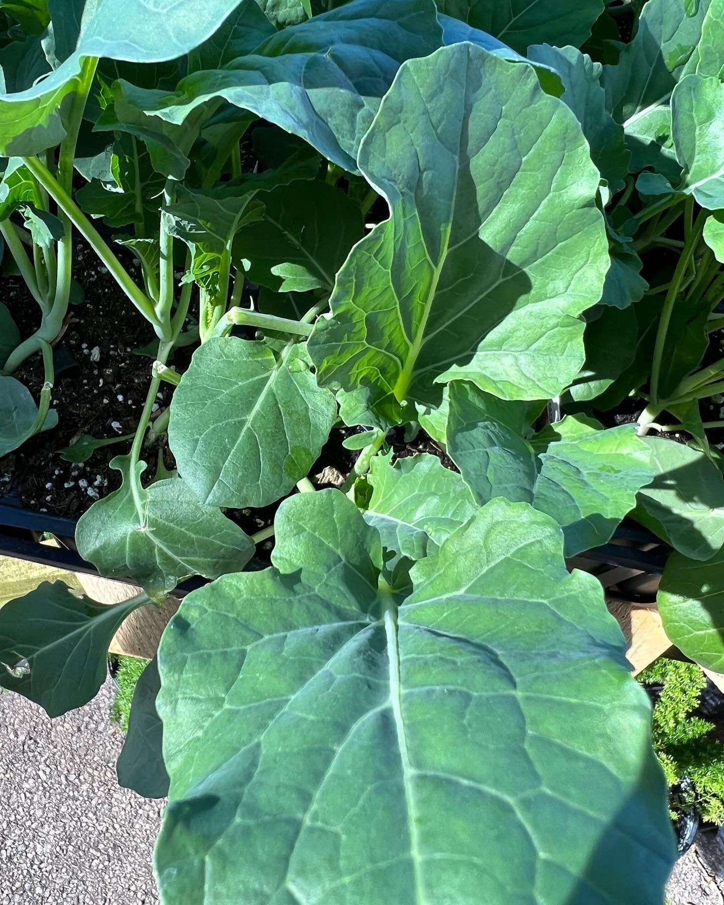 A close up of a green leaf on a plant.