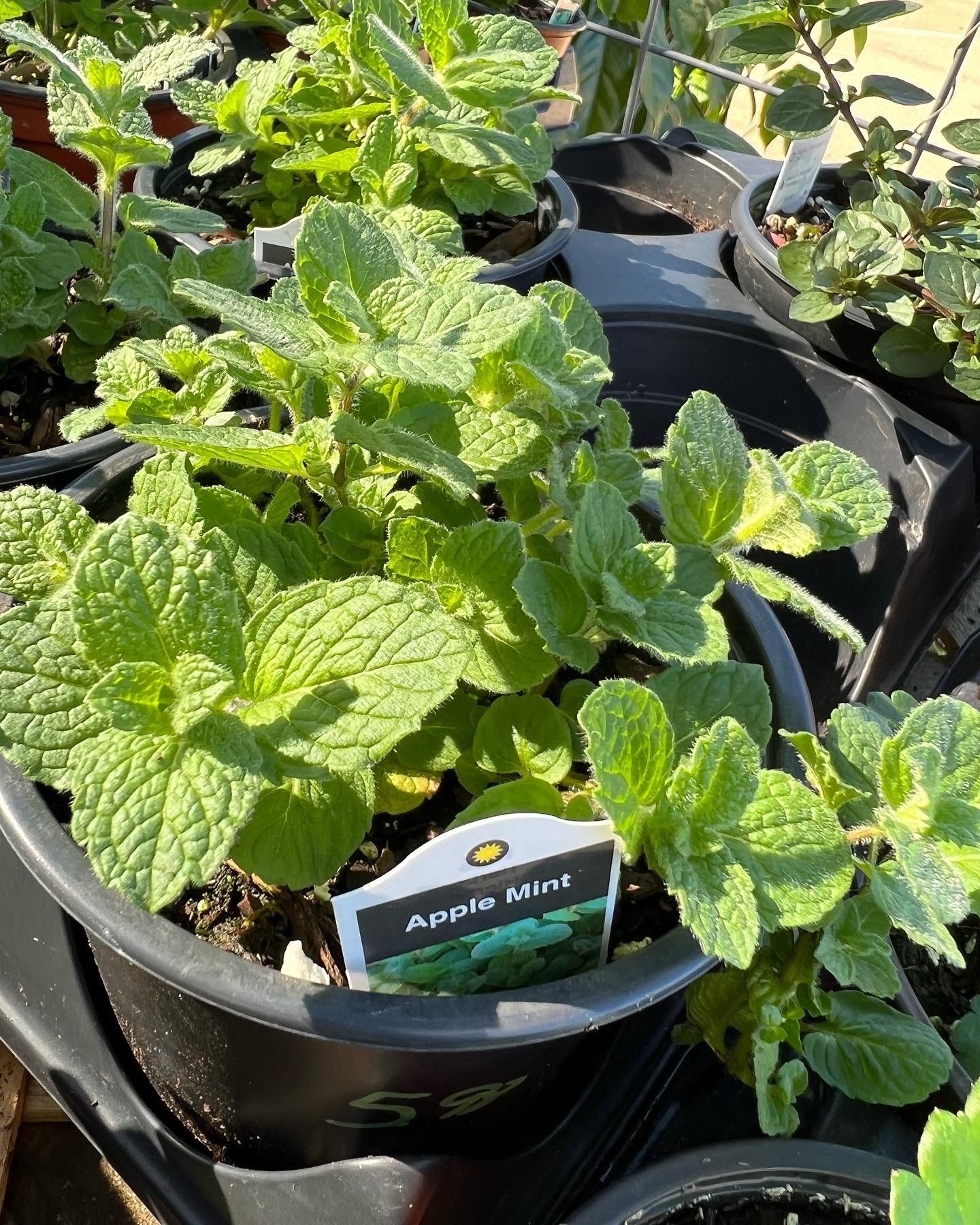 A close up of a potted plant with a label that says apple mint.