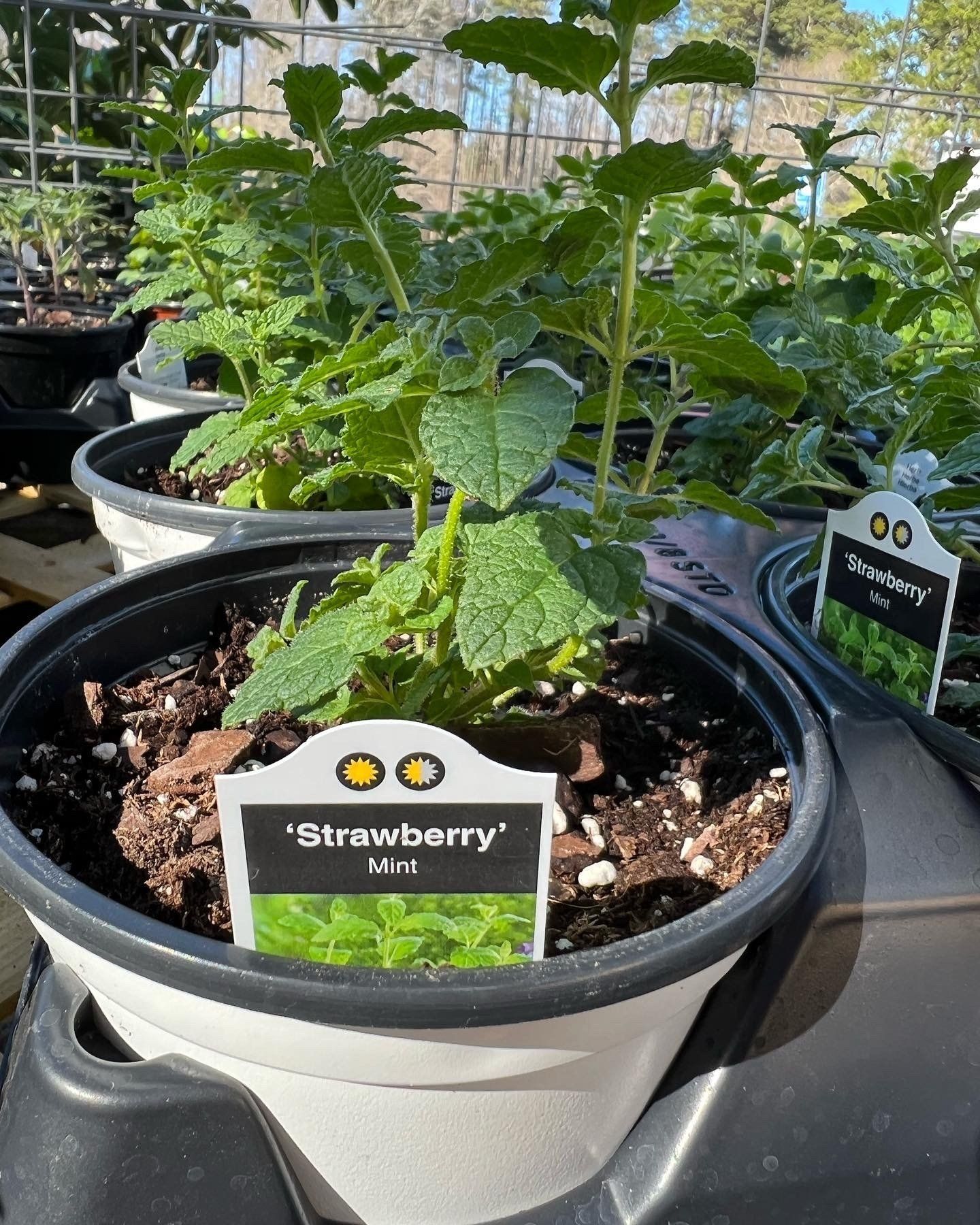 A close up of a strawberry mint plant in a pot.